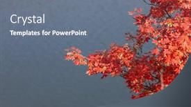  Presentation with maple leaves - Slide set consisting of red-maple-leaves-on-lake background and a gray colored foreground