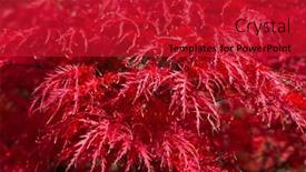  Presentation with maple leaves - PPT layouts enhanced with red-maple-leaves background and a crimson colored foreground