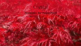  Presentation with maple leaves - PPT theme consisting of red-maple-leaves and a crimson colored foreground