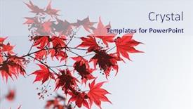  Presentation with maple leaves - Theme with red-maple-leaves background and a sky blue colored foreground