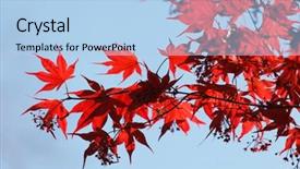  Presentation with falling leaves - Colorful PPT theme enhanced with red maple leaves backdrop and a  colored foreground