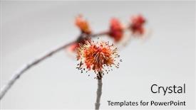  Presentation with spring tree - Presentation design consisting of bud - red maple tree budding background and a white colored foreground