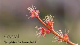  Presentation with maple - Slides having red-maple-tree-budding background and a coral colored foreground