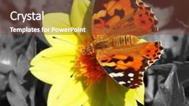  Presentation with moth - PPT layouts enhanced with red-moth-on-flower background and a tawny brown colored foreground