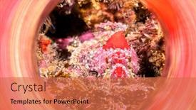  Presentation with map of brazil in red - Beautiful PPT theme featuring red-mottled-coralline-sculpin-approximately backdrop and a coral colored foreground