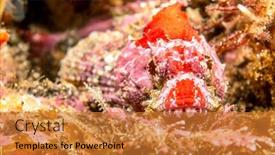  Presentation with predators - Colorful presentation design enhanced with red-mottled-coralline-sculpin-approximately backdrop and a gold colored foreground