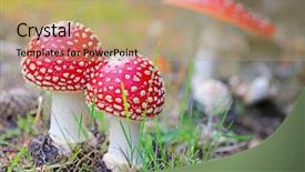  Presentation with mushroom - Audience pleasing presentation theme consisting of nature mushrooms - red mushroom amanita muscaria also backdrop and a coral colored foreground