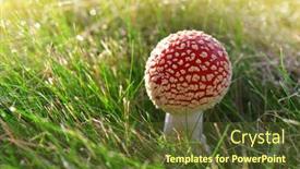  Presentation with fly - PPT theme featuring red-mushroom-fly-agaric-amanita background and a tawny brown colored foreground