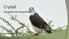  Presentation with natural hazard - Presentation theme having red-necked buzzard buteo auguralis background and a white colored foreground