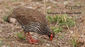  Presentation with food red - PPT theme enhanced with red-necked-spurfowl-or-red background and a coral colored foreground
