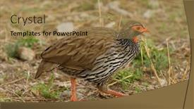  Presentation with food red - Audience pleasing PPT layouts consisting of red-necked-spurfowl-or-red backdrop and a coral colored foreground