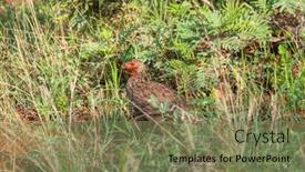  Presentation with wildlife - Presentation theme having red-necked-spurfowl-walking and a violet colored foreground
