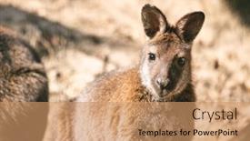  Presentation with body - Audience pleasing presentation design consisting of red-necked-wallaby-full-body backdrop and a coral colored foreground