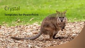  Presentation with red - PPT theme consisting of red-necked-wallaby-macropus-rufogriseus background and a  colored foreground