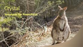  Presentation with forest - PPT theme consisting of red-necked-wallaby-standing background and a tawny brown colored foreground
