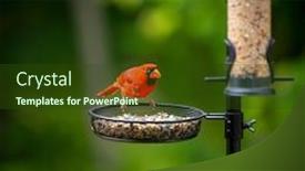  Presentation with cardinal - Presentation design consisting of red-northern-cardinal-eating background and a tawny brown colored foreground
