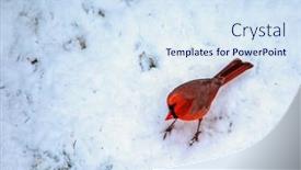 Presentation with cardinal - Slides with red-northern-cardinal-male background and a sky blue colored foreground