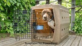  Presentation with pit bull - Presentation enhanced with red-nose-pit-bull-dog background and a coral colored foreground
