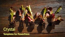  Presentation with sprouts and pulses - PPT layouts featuring red oakleaf lettuce seedlings sprouts background and a wine colored foreground