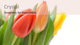  Presentation with yellow orange - Slides consisting of red orange and yellow tulips in vase background and a lemonade colored foreground