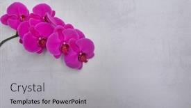  Presentation with bloom - Amazing PPT layouts having red-orchid-flower-branch-bloom backdrop and a light gray colored foreground