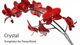 Presentation with orchids orchid red orchid orchid - Presentation theme featuring red orchid flowers isolated on white background background and a white colored foreground