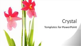  Presentation with orchids orchid red orchid orchid - Presentation theme enhanced with red orchid isolated on white background and a  colored foreground