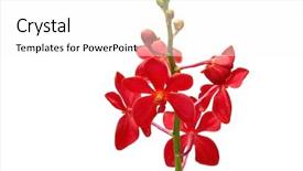  Presentation with orchid - Slides enhanced with red orchid isolated on white background and a  colored foreground