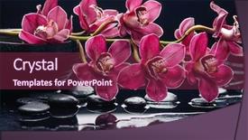  Presentation with orchid - Presentation theme consisting of red orchid with therapy stone background and a violet colored foreground
