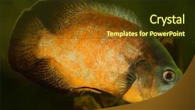  Presentation with oscar - Colorful PPT layouts enhanced with red oscar cichlid backdrop and a tawny brown colored foreground
