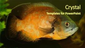  Presentation with oscar - Audience pleasing presentation theme consisting of red oscar cichlid backdrop and a tawny brown colored foreground