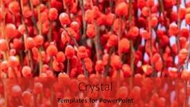  Presentation with chinese new year - Presentation theme enhanced with red-painted-pussy-willow background and a red colored foreground