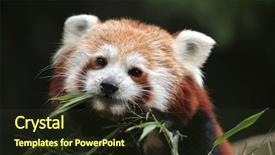  Presentation with red panda - PPT theme consisting of red panda ailurus fulgens wild background and a tawny brown colored foreground