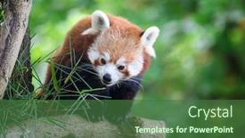  Presentation with red panda - Slide set with red-panda-also-known background and a ocean colored foreground