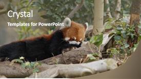  Presentation with red panda - Theme with red panda at zoo park background and a tawny brown colored foreground