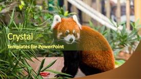  Presentation with red panda - Audience pleasing presentation design consisting of red panda bear backdrop and a tawny brown colored foreground