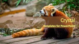  Presentation with red panda - Theme enhanced with red panda chengdu sichuan china background and a tawny brown colored foreground