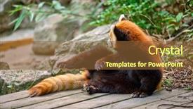  Presentation with red panda - Amazing PPT layouts having red panda chengdu sichuan china backdrop and a tawny brown colored foreground