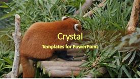  Presentation with red panda - Slide deck enhanced with red panda eat bamboo background and a tawny brown colored foreground