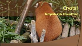  Presentation with red panda - Beautiful slides featuring red panda eat bamboo backdrop and a tawny brown colored foreground