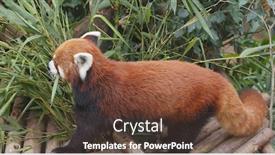  Presentation with red panda - PPT theme with red panda eating bamboo tree background and a tawny brown colored foreground