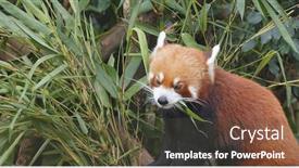  Presentation with red panda - Cool new PPT layouts with red panda eating bamboo tree backdrop and a tawny brown colored foreground