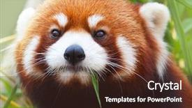  Presentation with red panda - Theme consisting of red panda firefox or lesser background and a tawny brown colored foreground