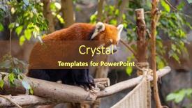  Presentation with red panda - Slides having red-panda-in-the-zoo background and a tawny brown colored foreground