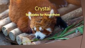  Presentation with red panda - PPT theme featuring red-panda-in-the-zoo background and a tawny brown colored foreground