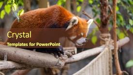  Presentation with red panda - PPT layouts with red-panda-in-the-zoo background and a tawny brown colored foreground