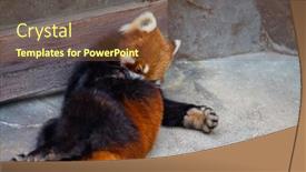 Presentation with red panda - PPT theme enhanced with red-panda-in-the-zoo background and a tawny brown colored foreground
