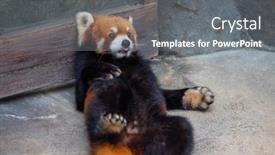  Presentation with red panda - Presentation design enhanced with red-panda-in-the-zoo background and a gray colored foreground