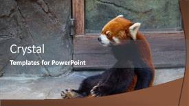  Presentation with red panda - Presentation theme enhanced with red-panda-in-the-zoo background and a gray colored foreground