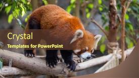 Presentation with red panda - Theme featuring red-panda-in-the-zoo background and a tawny brown colored foreground